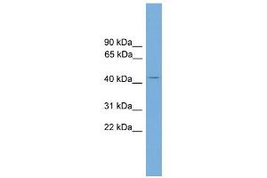 AP1M2 antibody used at 1 ug/ml to detect target protein. (AP1m2 抗体  (N-Term))
