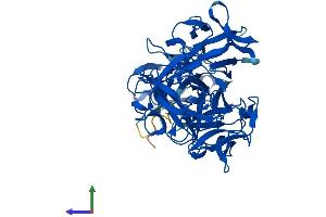 AlphaFold protein structure predicition of Human Recombinant FSCN2 Protein, UniprotID O14926