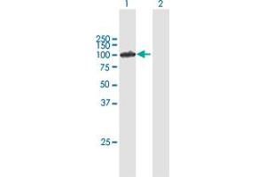 Western Blot analysis of IFI16 expression in transfected 293T cell line by IFI16 MaxPab polyclonal antibody. (IFI16 抗体  (AA 1-729))