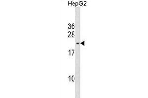 S2L5 Antibody (C-term) (ABIN1537609 and ABIN2850279) western blot analysis in HepG2 cell line lysates (35 μg/lane). (PMS2L5 抗体  (C-Term))