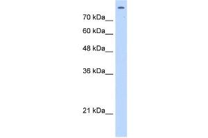 Matrin 3 antibody used at 2. (MATR3 抗体  (C-Term))