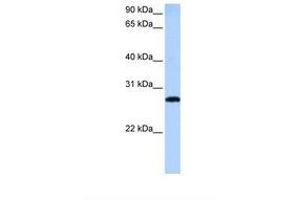 Image no. 1 for anti-MAX-Like Protein X (MLX) (AA 197-246) antibody (ABIN6738772) (MLX 抗体  (AA 197-246))