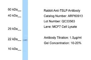 Western Blotting (WB) image for anti-Thymic Stromal Lymphopoietin (TSLP) (C-Term) antibody (ABIN2788621) (Thymic Stromal Lymphopoietin 抗体  (C-Term))