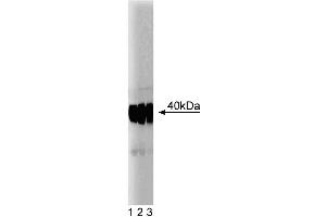 Western blot analysis of SMN on a HepG2 cell lysate (Human hepatocellular carcinoma, ATCC HB-8065) (left). (SNRPN 抗体  (AA 14-174))