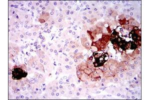 Flow cytometric analysis of HepG2 cells using SST antibody (green) and negative control (red). (Somatostatin 抗体  (AA 1-116))
