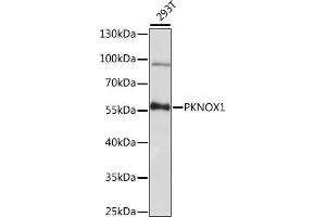 Western blot analysis of extracts of 293T cells, using PKNOX1 antibody (ABIN7269189) at 1:1000 dilution. (PKNOX1 抗体  (AA 322-436))