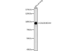 Western blot analysis of extracts of mouse lung, using CD239/CD239/BCAM antibody (ABIN7265829) at 1:1000 dilution. (BCAM 抗体  (AA 352-547))