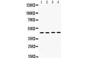 Western Blotting (WB) image for anti-Coagulation Factor II (thrombin) Receptor (F2R) (AA 46-82), (N-Term) antibody (ABIN3042380) (PAR1 抗体  (N-Term))
