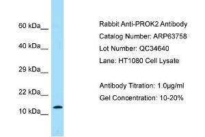 Western Blotting (WB) image for anti-Prokineticin 2 (PROK2) (Middle Region) antibody (ABIN2789614) (PROK2 抗体  (Middle Region))