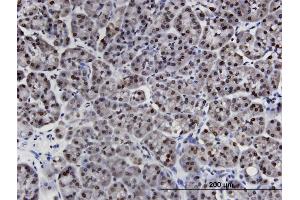 Immunoperoxidase of monoclonal antibody to LIMD1 on formalin-fixed paraffin-embedded human pancreas. (LIMD1 抗体  (AA 577-674))