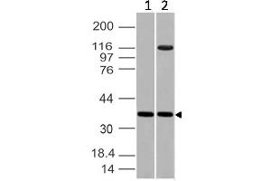 Image no. 1 for anti-Embigin (EMB) (AA 100-250) antibody (ABIN5027183) (Embigin 抗体  (AA 100-250))
