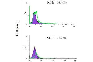 Flow cytometry analysis of mesenchymal stem cells derived from bone marrow (upper) and adipose tissue-derived mesenchymal stem cells (lower) after culturing in the medium contains bone morphogenic protein-4 for 4 days. (DDX4 抗体  (AA 601-700))