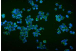 anti-Tripartite Motif Containing 16 (TRIM16) (AA 65-210) antibody
