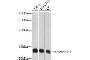 Western blot analysis of extracts of various cell lines, using Histone H4 antibody (ABIN7267706) at 1:1000 dilution. (HIST4H4 抗体)