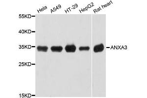 Western blot analysis of extracts of various cell lines, using ANXA3 antibody (ABIN5997234) at 1:3000 dilution. (Annexin A3 抗体)
