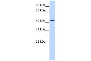 WB Suggested Anti-C7orf42 Antibody Titration:  0. (C7orf42 抗体  (N-Term))