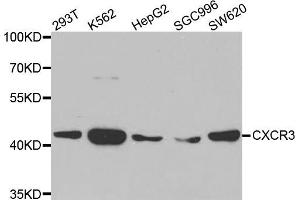 Western blot analysis of extracts of various cell lines, using CXCR3 antibody (ABIN5971514) at 1:400 dilution. (CXCR3 抗体)