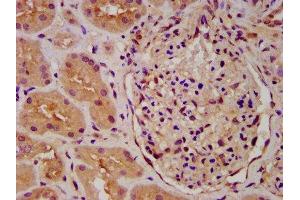 IHC image of ABIN7163230 diluted at 1:600 and staining in paraffin-embedded human kidney tissue performed on a Leica BondTM system. (PICALM 抗体  (AA 517-624))