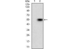 Western blot analysis using BAD mAb against HEK293 (1) and BAD (AA: FULL(1-168))-hIgGFc transfected HEK293 (2) cell lysate.