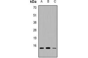 Western blot analysis of PEA15 expression in HEK293T (A), RAW264. (PEA15 抗体)