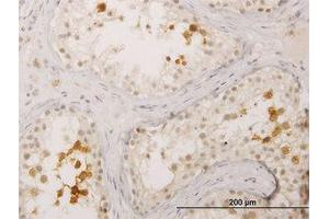 Image no. 1 for anti-Bol, Boule-Like (BOLL) (AA 185-284) antibody (ABIN599300) (BOLL 抗体  (AA 185-284))
