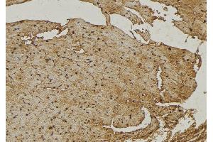 ABIN6272967 at 1/100 staining Mouse muscle tissue by IHC-P. (Sialidase 4 抗体  (Internal Region))