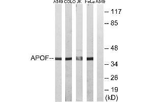 Western blot analysis of extracts from A549 cells, COLO cells, Jurkat cells and HeLa cells, using APOF antibody. (Apolipoprotein F 抗体)