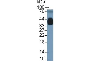 Western Blotting (WB) image for anti-Apolipoprotein E (APOE) (AA 19-168) antibody (ABIN7429139)