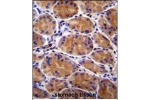 GIN1 Antibody (C-term) (ABIN655674 and ABIN2845140) immunohistochemistry analysis in formalin fixed and paraffin embedded human stomach tissue followed by peroxidase conjugation of the secondary antibody and DAB staining. (GIN1 抗体  (C-Term))