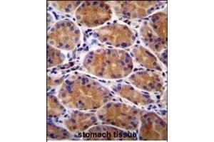 GIN1 Antibody (C-term) (ABIN655674 and ABIN2845140) immunohistochemistry analysis in formalin fixed and paraffin embedded human stomach tissue followed by peroxidase conjugation of the secondary antibody and DAB staining. (GIN1 抗体  (C-Term))