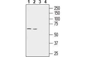 Western Blotting (WB) image for anti-Solute Carrier Family 43, Member 1 (SLC43A1) (AA 336-349), (Extracellular) antibody (ABIN7043731)
