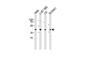 Western blot analysis of lysates from Hela, U-87 MG, C6 cell line and mouse heart tissue lysate (from left to right), using GJA1 Antibody (N121) at 1:1000 at each lane. (Connexin 43/GJA1 抗体  (N-Term))