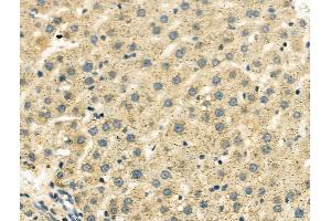 ABIN6260258 and ABIN6276616 at 1/100 staining Rat liver tissue by IHC-P. (BHMT 抗体  (C-Term))