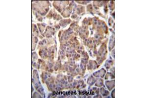 P immunohistochemistry analysis in formalin fixed and paraffin embedded human pancreas tissue followed by peroxidase conjugation of the secondary antibody and DAB staining.