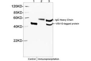 Western blot analysis of immunoprecipitates from VSV-G fusion protein lysates using Rabbit Anti-VSV-G-tag Polyclonal Antibody (ABIN398427) . (VSV-g Tag 抗体)