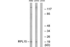 Western blot analysis of extracts from LOVO/K562 cells, using RPL15 Antibody. (RPL15 抗体  (AA 41-90))