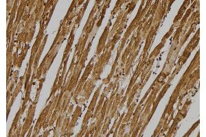 ABIN6275995 at 1/100 staining Mouse heart tissue by IHC-P. (GPR137C 抗体  (Internal Region))