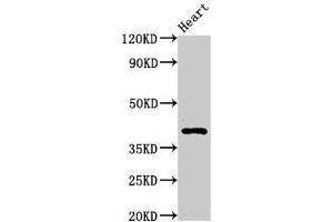 Western Blot Positive WB detected in: Rat heart tissue All lanes: MECR antibody at 3. (MECR 抗体  (AA 211-373))