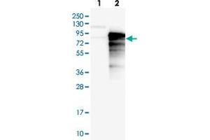 Western blot analysis of Lane 1: Negative control (vector only transfected HEK293T lysate), Lane 2: Over-expression Lysate (Co-expressed with a C-terminal myc-DDK tag (~3. (SYTL4 抗体)