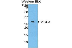 Western Blotting (WB) image for anti-Inducible T-Cell Co-Stimulator Ligand (ICOSLG) (AA 23-249) antibody (ABIN1859247) (ICOSLG 抗体  (AA 23-249))