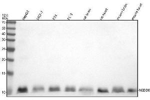 Western blot analysis of NEDD8 using anti-NEDD8 antibody (ABIN7605687).