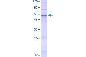 NHLRC3 Protein (AA 1-280) (GST tag)