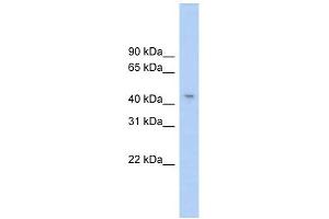 RG9MTD1 antibody used at 1 ug/ml to detect target protein. (RG9MTD1 抗体)