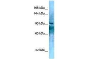 Image no. 1 for anti-KN Motif and Ankyrin Repeat Domains 2 (KANK2) (AA 696-745) antibody (ABIN6748170) (KANK2 抗体  (AA 696-745))