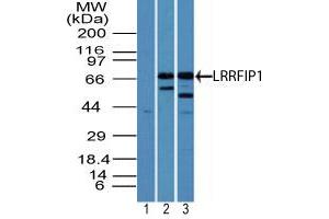 Image no. 1 for anti-Leucine Rich Repeat (In FLII) Interacting Protein 1 (LRRFIP1) (AA 200-250) antibody (ABIN960254) (LRRFIP1 抗体  (AA 200-250))