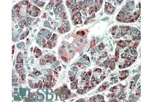 ABIN570998 (5µg/ml) staining of paraffin embedded Human Pancreas. (PEBP4 抗体  (C-Term))