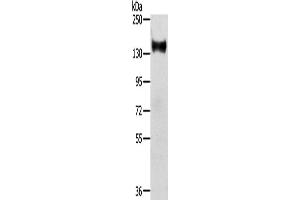 Western Blotting (WB) image for anti-RAS Protein Activator Like 2 (RASAL2) antibody (ABIN2424041) (RASAL2 抗体)