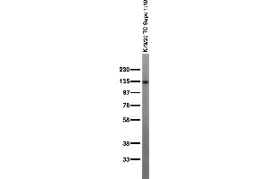 anti-Contactin / F3 (AA 21-37), (Extracellular) antibody