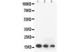 Western Blotting (WB) image for anti-Fibroblast Growth Factor 2 (Basic) (FGF2) (AA 143-288) antibody (ABIN3042812) (FGF2 抗体  (AA 143-288))
