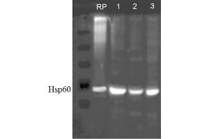 Western blot analysis of Human, Dog, Mouse SKBR3, MDCK, and MEF cell line lysates showing detection of HSP60 protein using Rabbit Anti-HSP60 Polyclonal Antibody . (HSPD1 抗体  (Atto 488))